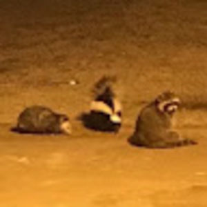 Meet your Posher, Mona